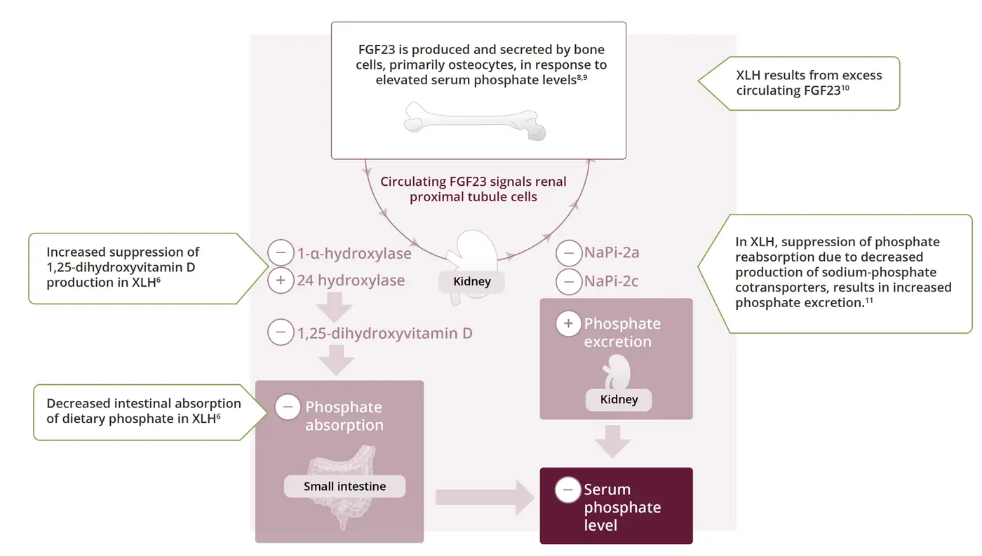 role of fgf23